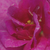 Vijolična - Mini - pritlikave vrtnice     - Blue Peter